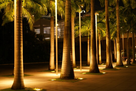 Row of Palm Trees Lit at Night Urban Landscape
