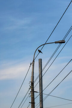 Bird Perched On Urban Wire Near Streetlight