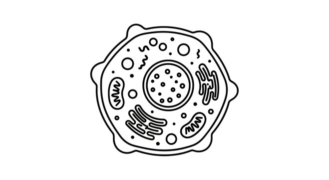 Outline of a typical animal cell with organelles, nucleus, mitochondria, endoplasmic reticulum, and Golgi apparatus