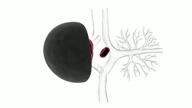 3D Animation Of Cellular Structure Division In Biology With Vibrant Colors On A Solid Background For Educational Use