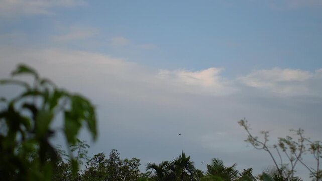 Birds flying and resting on bamboo trees in the peaceful countryside.