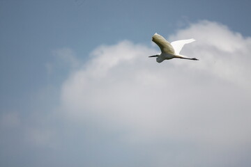 Fototapeta premium A white egret in mid-flight with wings spread wide against a bright background.