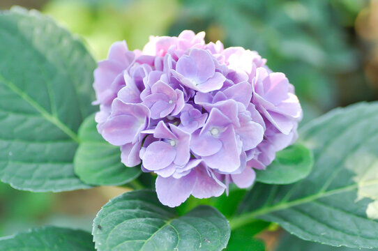 Hydrangea or macrophylla or Hydrangeaceae or purple hydrangea