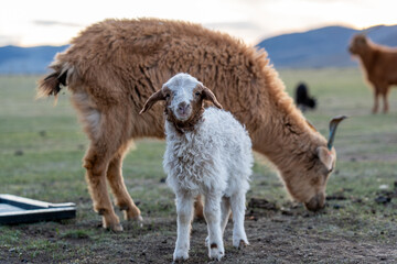 lamb with goat mom © Amane
