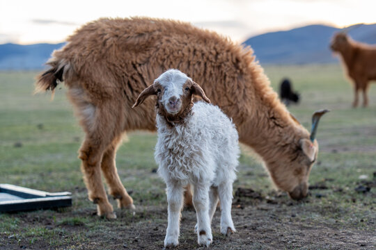 lamb with goat mom