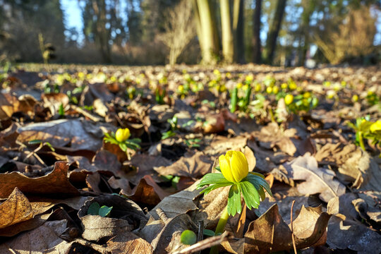 Blooming yellow aconite flower in a meadow in Poland in spring