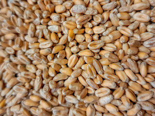 Whole wheat kernels, often referred to as wheat berries, commonly used for milling flour. © Stuart