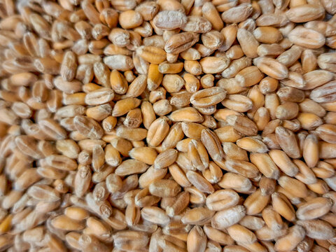 Whole wheat kernels, often referred to as wheat berries, commonly used for milling flour.
