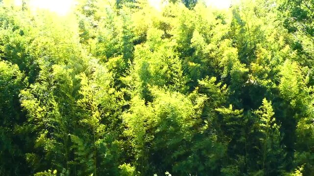 春風を受けて揺れる竹林