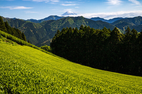 山間に広がる茶畑から望む富士