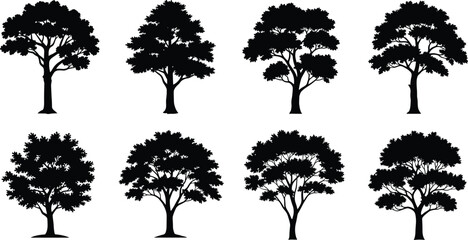 Fototapeta premium Black Tree Silhouette Vector Collection with Natural Forest Trees Isolated Botanical Illustration Set