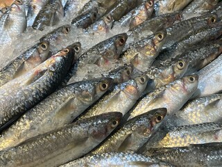 Obraz premium Fresh whole fish with silver scales on crushed ice at market