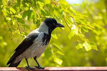Obraz premium A hooded crow rests on a railing beneath bright green leaves, with warm sunlight and soft natural bokeh creating a peaceful spring wildlife scene.