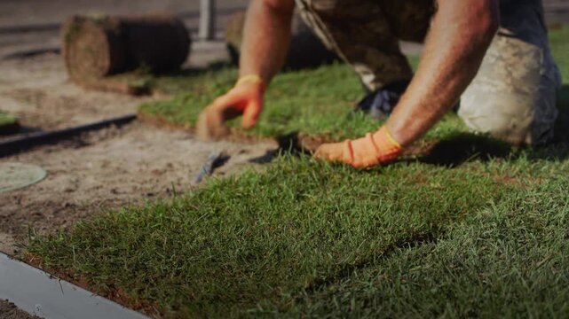 Professional landscape gardener installing sod grass on a sunny day.