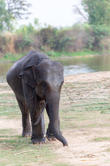 Fototapeta premium A young elephant walks along a dirt path in a rural village setting during the afternoon.