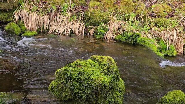 The big stone is thickly covered with moss in the fast flowing rive