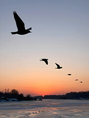 Fototapeta premium Winter Bird Flight