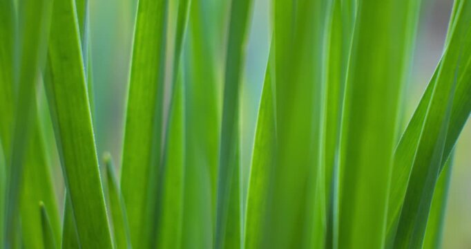 Green background with grass leaves. In spring grass.