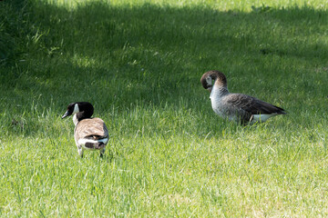 Zwei  Kanadagänse auf einer Wiese © Thomas