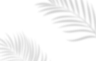 Fototapeta premium Soft palm leaf shadows over white background