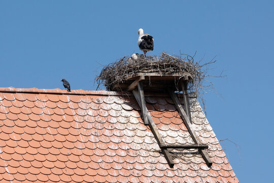 Storchennest mit Storch auf einem Dach. Das Gestell lockt den Storch an, f&ouml;rdert den Nestbau und  schont das Dach