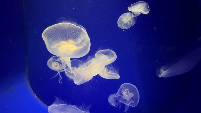 Meduse all'interno di un acquario