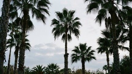 Fototapeta premium Tropical Palm Trees Silhouetted Against a Cloudy Sky