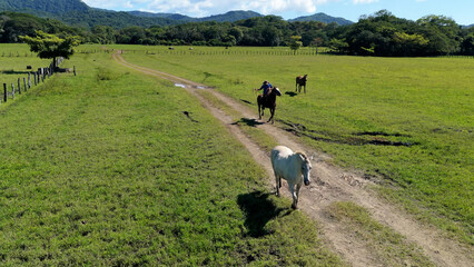 Fototapeta premium Latino stableman riding a horse on a dirt road in a green field with mountains in the background, a white horse walking nearby