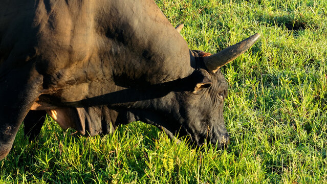 Black domestic horned bull grazing lush green pasture under bright sun in rural ranch landscape, close up head and body