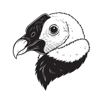 Vulture head vector illustration in black and white line art. Featuring a hooked beak and feathered neck, ideal for wildlife logos and mascot designs