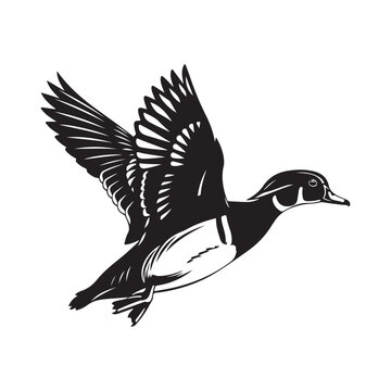 Wood duck vector illustration in flight with spread wings. Representing waterfowl hunting, wildlife conservation, and nature-themed design