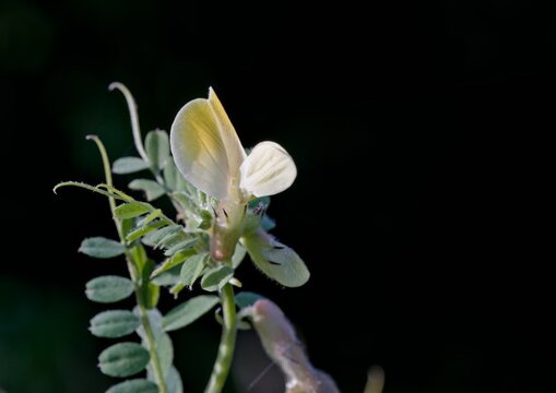 Vicia hybrida, a leguminous herb, commonly known as hybrid vetch, is a member of the Fabaceae family, Crete