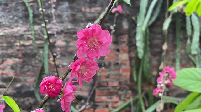 Close-up video of peach flowers in Vietnam, featuring bright pink petals, small branches, and natural outdoor motion for seasonal floral footage.