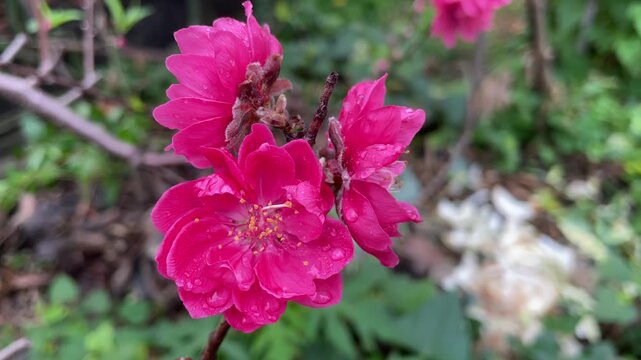 Close-up video of peach flowers in Vietnam, featuring bright pink petals, small branches, and natural outdoor motion for seasonal floral footage.