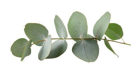 Eucalyptus branch with round leaves, isolated on transparent background © Aliona