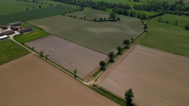 Agricultural Field Pattern of Leafy Vegetable Rows Above