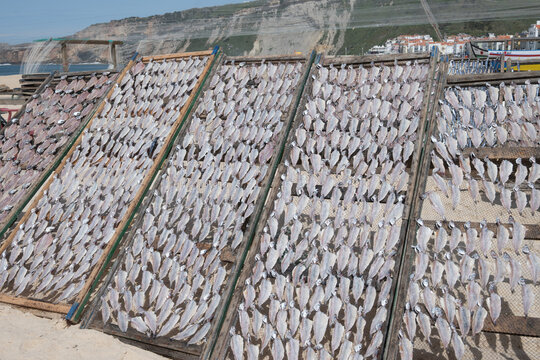 Pescado sec&aacute;ndose al sol en la playa de Nazar&eacute; (Portugal)