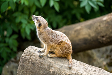 Fototapeta premium Alert Meerkat Sitting on Rock at Zoo With Green Foliage Background