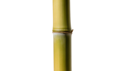 Green bamboo stalk with segmented nodes, isolated on transparent background © Maria