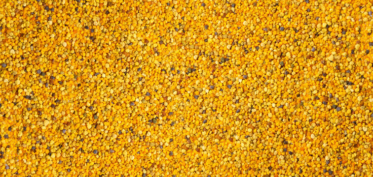 Bee Pollen, Perga, Flower Pollen Grains or Bee Bread
