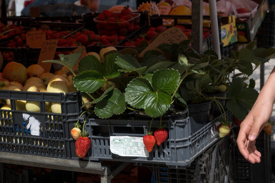 mercado de caldas da rainha