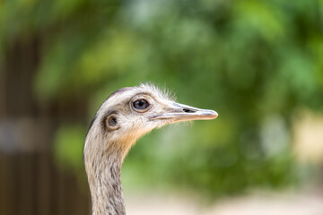 Close-Up Profile Portrait of an Ostrich Head at a Zoo With Green Bokeh Background © Richard