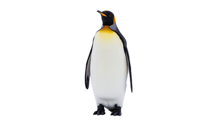 Majestic king penguin with bright yellow neck, isolated on transparent background © Maria