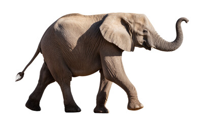 African elephant walking with trunk raised, isolated on transparent background