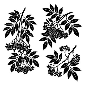 Black silhouette of elderberry branches.