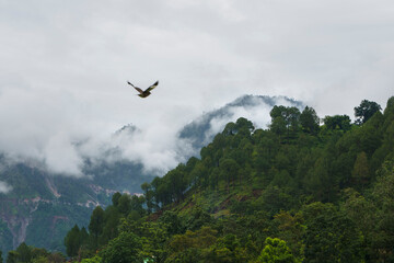 Bird soaring over misty mountains and lush green forest landscape © sagar