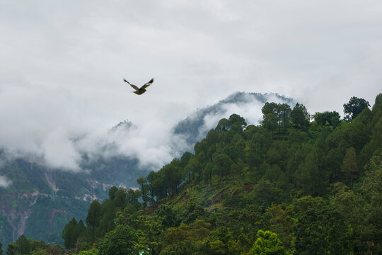 Bird soaring over misty mountains and lush green forest landscape