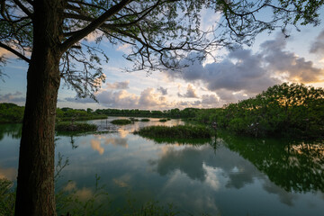 Fototapeta premium High Island Rookery at sunrise