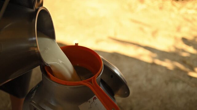 Pouring raw milk through filter into stainless steel dairy tank