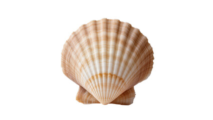 Two beige and white striped scallop shells, isolated on transparent background © Corotaev